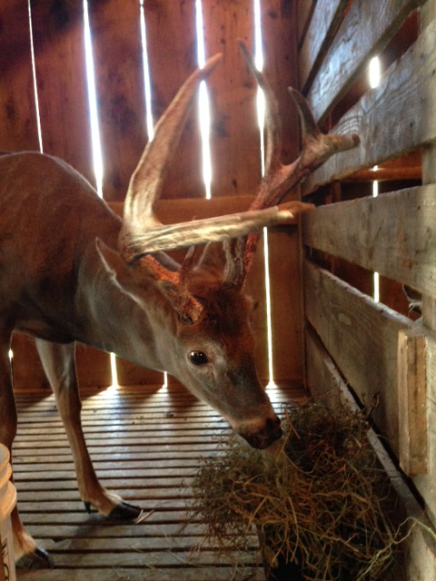 Deer at the Wyoming County Whitetail Farm